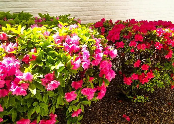 Dog friendly hotels Branson King Resort & Suites